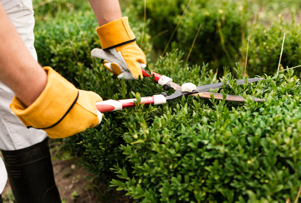 Gardening and Green Maintenance